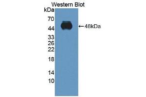 Western blot analysis of the recombinant protein. (ITGA2 抗体  (AA 212-370))