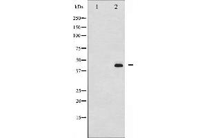 Western blot analysis of MEK1/2 phosphorylation expression in PMA treated 293 whole cell lysates,The lane on the left is treated with the antigen-specific peptide. (MEK1 抗体  (pSer217))