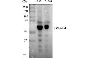 Dot Blot (DB) image for anti-SMAD Family Member 4 (SMAD4) antibody (ABIN1876858) (SMAD4 抗体)