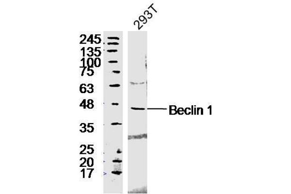 Beclin 1 抗体  (AA 201-330)