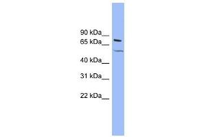 KCNQ4 antibody used at 1 ug/ml to detect target protein. (KCNQ4 抗体  (Middle Region))