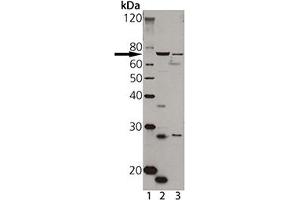 Western blot analysis of TAP1, pAb : Lane 1: MW marker, Lane 2: A431 cell lysate Lane 3: HeLa cell lysate (TAP1 抗体)