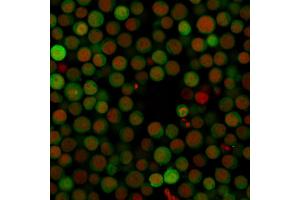 Immunofluorescence (IF) image for anti-CD274 (PD-L1) (AA 39-191) antibody (ABIN6939571)
