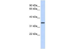Western Blotting (WB) image for anti-Mitochondrial Calcium Uniporter Regulator 1 (MCUR1) antibody (ABIN2458892) (CCDC90A 抗体)