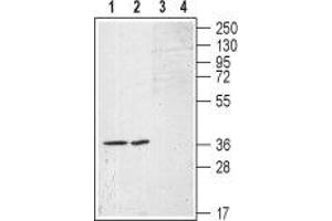 Western blot analysis of (RAEC) rat aortic endothelial  cell line lysates (lanes 1 and 3) and A-10 Rat thoracic aorta smooth muscle (lane 2 and 4) cell lysates: - 1,2. (S1PR1 抗体  (Extracellular, N-Term))