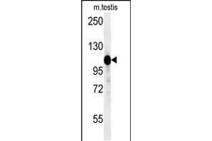Western blot analysis in mouse testis tissue lysates (15ug/lane). (DACT1 抗体  (N-Term))