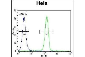 SELV Antibody (C-term) (ABIN655287 and ABIN2844877) flow cytometric analysis of Hela cells (right histogram) compared to a negative control cell (left histogram). (Selenoprotein V 抗体  (C-Term))