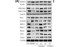 Effect of LWDH on KDM7A, Wnt1/β-catenin signaling, and osteoblast differentiation-related proteins expression of the femur tissue in DNOP rats(A and B) Western blot analysis for KDM7A, H3K9-Me2, H3K27-Me2, Wnt1, β-catenin, BMP-4, BMP-7, Runx2, OCN, and Col1a1 expression in the femur tissue of DNOP rats. (Histone 3 抗体  (H3K9me2))