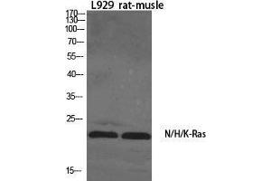 Western Blot (WB) analysis of specific cells using N/H/K-Ras Polyclonal Antibody. (N/H/K-Ras (N-Term) 抗体)