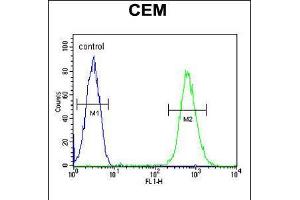 Flow cytometric analysis of CEM cells (right histogram) compared to a negative control cell (left histogram). (CD37 抗体  (AA 101-130))