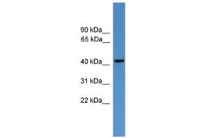 WB Suggested Anti-GLUL Antibody Titration: 0. (GLUL 抗体  (C-Term))