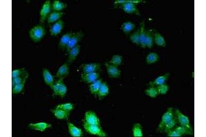 Immunofluorescent analysis of HepG2 cells using ABIN7152586 at dilution of 1:100 and Alexa Fluor 488-congugated AffiniPure Goat Anti-Rabbit IgG(H+L) (FEZ1 抗体  (AA 12-200))