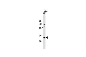 Anti-ATP1B2 Antibody (C-term) at 1:1000 dilution + K562 whole cell lysate Lysates/proteins at 20 μg per lane. (ATP1B2 抗体  (C-Term))