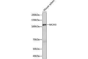Western blot analysis of extracts of Mouse spleen, using MCM3 Rabbit mAb (ABIN7268540) at 1:1000 dilution. (MCM3 抗体)