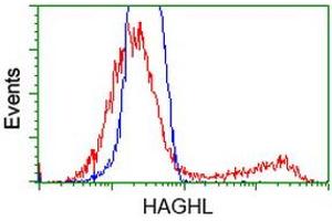 HEK293T cells transfected with either RC200832 overexpress plasmid (Red) or empty vector control plasmid (Blue) were immunostained by anti-HAGHL antibody (ABIN2454227), and then analyzed by flow cytometry. (HAGHL 抗体)
