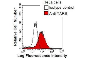 HeLa cells were fixed in 2% paraformaldehyde/PBS and then permeabilized in 90% methanol. (TARS 抗体)