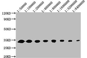Western Blot Positive WB detected in: 50 ng recombinant protein All lanes: GFP antibody at 1:50000, 1:100000, 1:200000, 1:400000, 1:800000, 1:1600000, 1:3200000, 1:6400000 Secondary Goat polyclonal to mouse IgG at 1/50000 dilution Predicted band size: 32 KDa Observed band size: 32 KDa Exposure time:5 min (GFP 抗体)