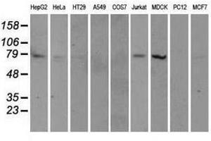 Image no. 5 for anti-Tubulin tyrosine Ligase-Like Family, Member 12 (TTLL12) antibody (ABIN1499035) (TTLL12 抗体)