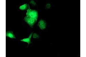 Anti-SOCS3 mouse monoclonal antibody (ABIN2454672) immunofluorescent staining of COS7 cells transiently transfected by pCMV6-ENTRY SOCS3 (RC209305). (SOCS3 抗体)