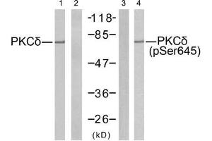 Western blot analysis of extracts from MCF7 cells using PKCδ (Ab-645) antibody (E021288, Line 1 and 2) and PKCδ (phospho-Ser645) antibody (E011296, Line 3 and 4). (PKC delta 抗体  (pSer645))