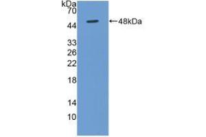 Western blot analysis of recombinant Human BMP4. (BMP4 抗体  (AA 22-408))