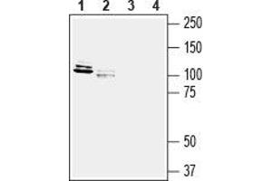 Western blot analysis of rat new born brain membranes (lanes 1 and 3) and rat brain lysate (lanes 2 and 4): - 1,2. (LRRC4B 抗体  (Extracellular))