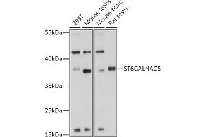 Western blot analysis of extracts of various cell lines, using ST6G antibody (ABIN7270580) at 1:1000 dilution. (ST6GALNAC5 抗体  (AA 28-336))