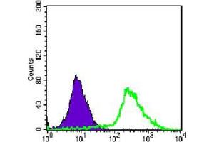 Flow cytometric analysis of Jurkat cells using p44/42 MAPK mAb (green) and negative control (purple). (ERK1/2 抗体)