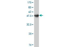 Western Blot detection against Immunogen (45. (ATF3 抗体  (AA 1-181))