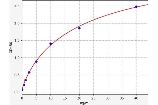 Fibrillin 2 ELISA 试剂盒