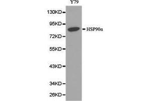 Western Blotting (WB) image for anti-Heat Shock Protein 90kDa alpha (Cytosolic), Class A Member 1 (HSP90AA1) antibody (ABIN1873089) (HSP90AA1 抗体)