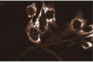 Immunofluorescence staining of WI-38 cells (Human lung fibroblasts, ATCC CCL-75) with the Mouse Anti-Akt antibody. (AKT1 抗体  (AA 71-184))