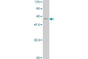 Western Blot detection against Immunogen (69. (DUSP4 抗体  (AA 1-394))
