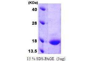 Figure annotation denotes ug of protein loaded and % gel used. (GADD45G Protein (AA 1-159))