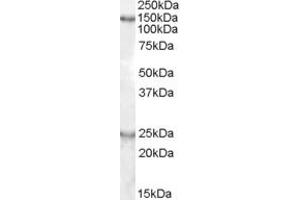 Western Blotting (WB) image for anti-KIAA0319 (KIAA0319) (AA 391-403) antibody (ABIN342965) (KIAA0319 抗体  (AA 391-403))