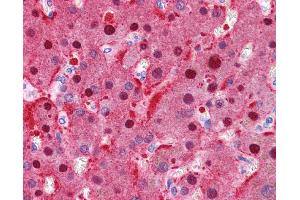 Immunohistochemistry (IHC) image for anti-Fumarylacetoacetate Hydrolase (Fumarylacetoacetase) (FAH) (N-Term) antibody (ABIN2776934) (FAH 抗体  (N-Term))