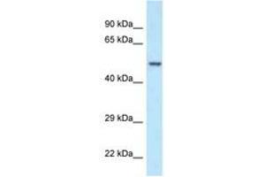 Image no. 1 for anti-Polymerase (DNA Directed), gamma 2, Accessory Subunit (POLG2) (AA 45-94) antibody (ABIN6747501) (POLG2 抗体  (AA 45-94))