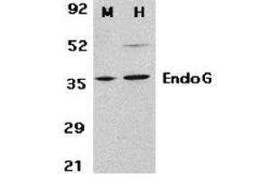 Western Blotting (WB) image for anti-Endonuclease G (ENDOG) (N-Term) antibody (ABIN1031370)