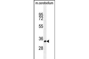 TMEM66 Antibody (N-term) (ABIN654703 and ABIN2844395) western blot analysis in mouse cerebellum tissue lysates (35 μg/lane). (TMEM66 抗体  (N-Term))
