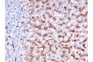 Formalin-fixed, paraffin-embedded human Liver stained with Cathepsin D Mouse Monoclonal Antibody (CTSD/3276).
