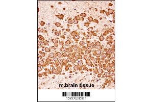 Mouse Dapk3 Antibody immunohistochemistry analysis in formalin fixed and paraffin embedded mouse brain tissue followed by peroxidase conjugation of the secondary antibody and DAB staining. (DAPK3 抗体  (AA 255-282))