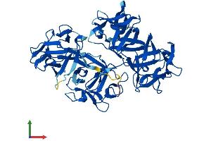 AlphaFold protein structure predicition of Human Recombinant FSCN2 Protein, UniprotID O14926