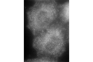 Image no. 3 for anti-Adaptor-Related Protein Complex 2, alpha 1 Subunit (AP2A1) (AA 706-727) antibody (ABIN5893858) (alpha Adaptin 抗体  (AA 706-727))