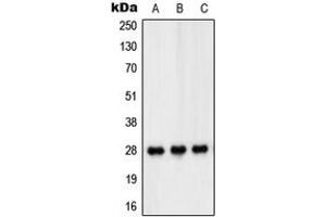 Western blot analysis of PEX11B expression in HT29 (A), THP1 (B), Jurkat (C) whole cell lysates. (PEX11B 抗体  (Center))