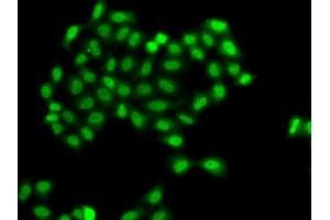 Immunofluorescence analysis of  cells using PHF11 antibody (ABIN6128437, ABIN6145533, ABIN6145535 and ABIN6217420). (PHF11 抗体  (AA 1-292))