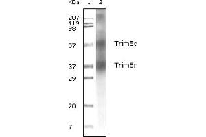 Western Blotting (WB) image for anti-Tripartite Motif Containing 5 (TRIM5) (truncated) antibody (ABIN2464117) (TRIM5 抗体  (truncated))