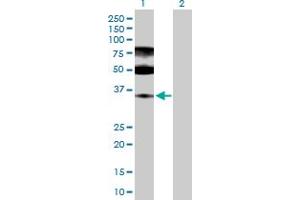 Western Blot analysis of ENOPH1 expression in transfected 293T cell line by ENOPH1 MaxPab polyclonal antibody. (MASA 抗体  (AA 1-261))