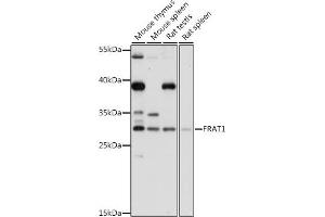 Western blot analysis of extracts of various cell lines, using FR antibody (ABIN7267264) at 1:1000 dilution. (FRAT1 抗体  (C-Term))