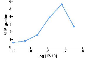 Cells expressing recombinant CXCR3 were assayed for migration through a transwell filter at various concentrations of WT IP-10. (CXCL10 Protein (AA 22-98))