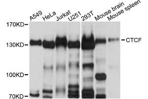Western blot analysis of extracts of various cell lines, using CTCF antibody (ABIN6291860) at 1:500 dilution. (CTCF 抗体)